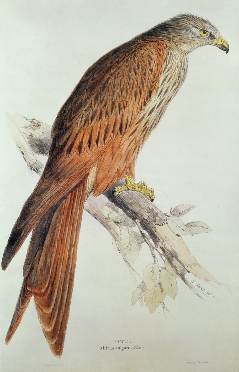 Cerf-volant - Edward Lear