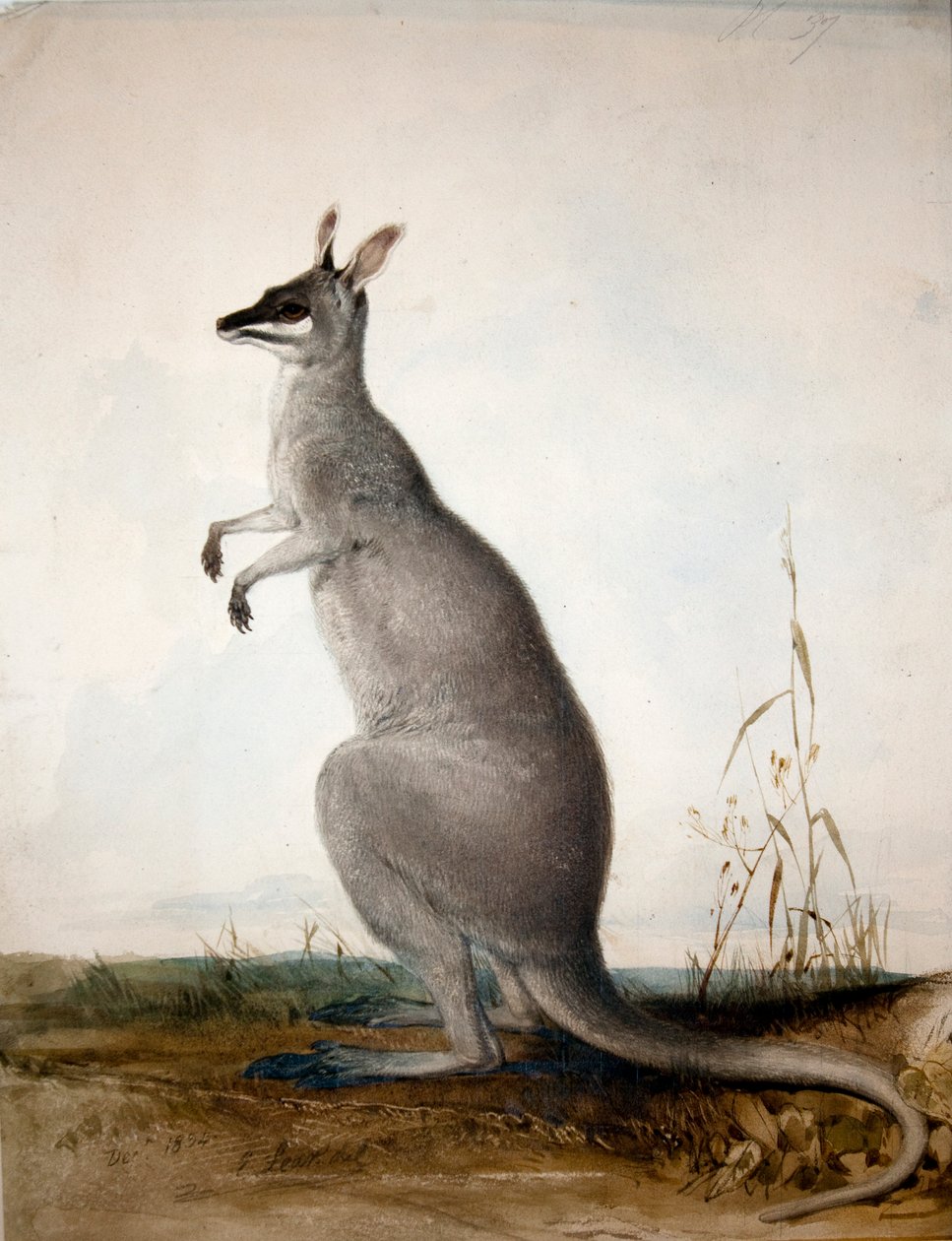 Macropus parryi, 1834 - Edward Lear