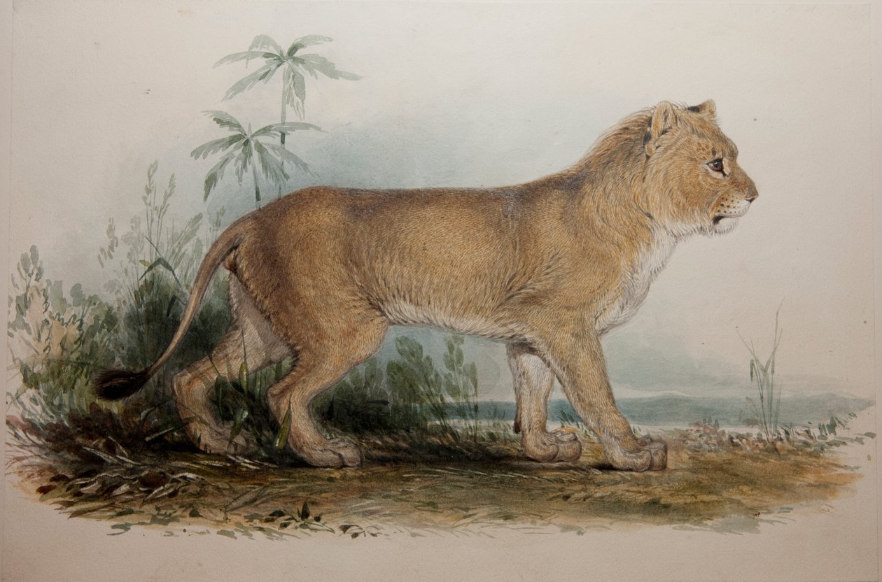 Lion sans crinière de Guzerat, 1835 - Edward Lear