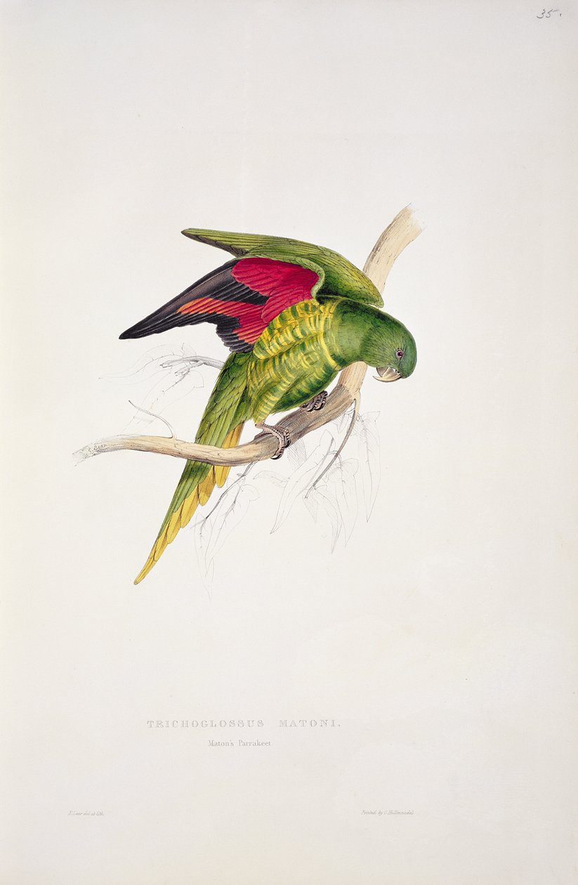 Perruche de Maton - Edward Lear