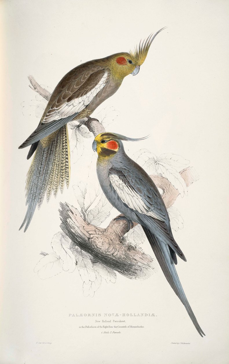 Nymphicus hollandicus - Edward Lear