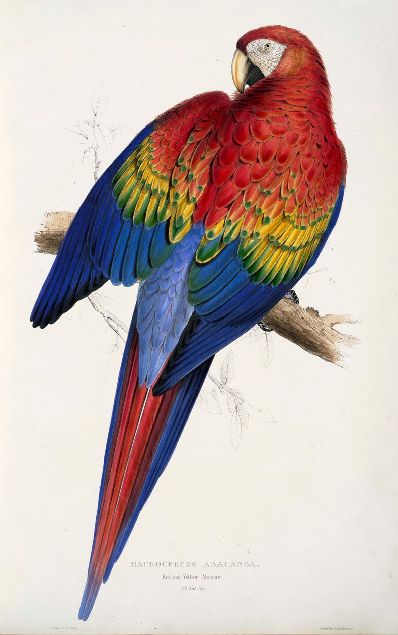 Perroquet - Edward Lear