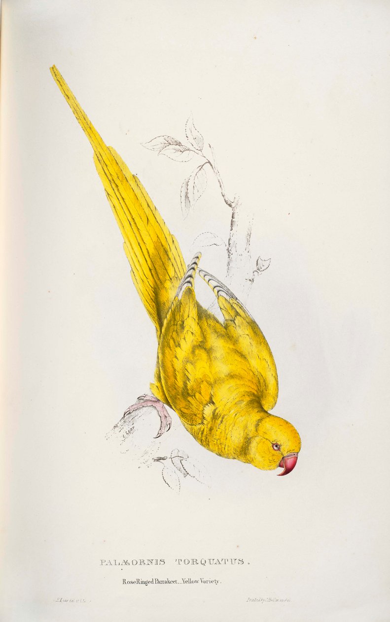 Psittacula krameri - Edward Lear