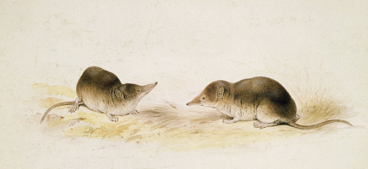 Musaraignes - Edward Lear