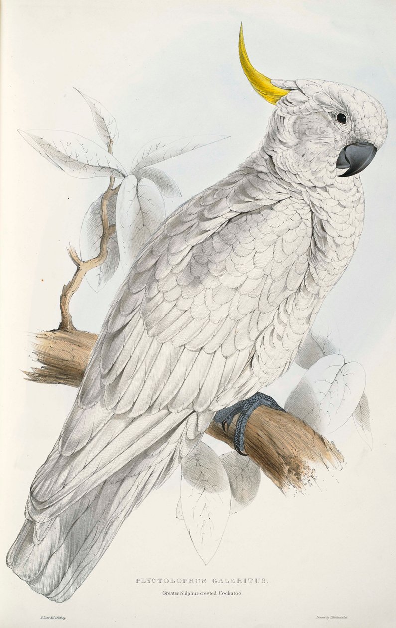 Cacatoès à huppe jaune - Edward Lear