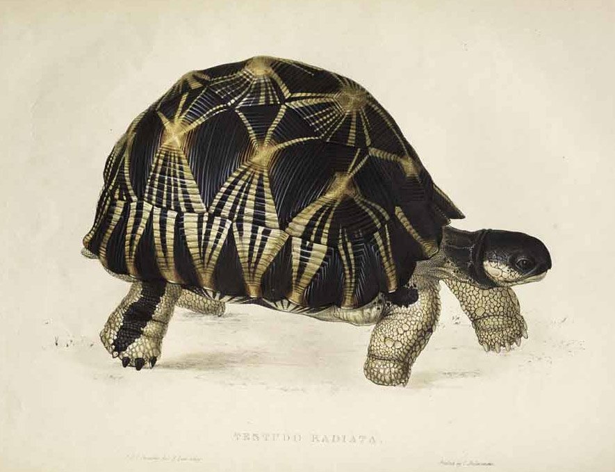 Testudo radiata - Edward Lear