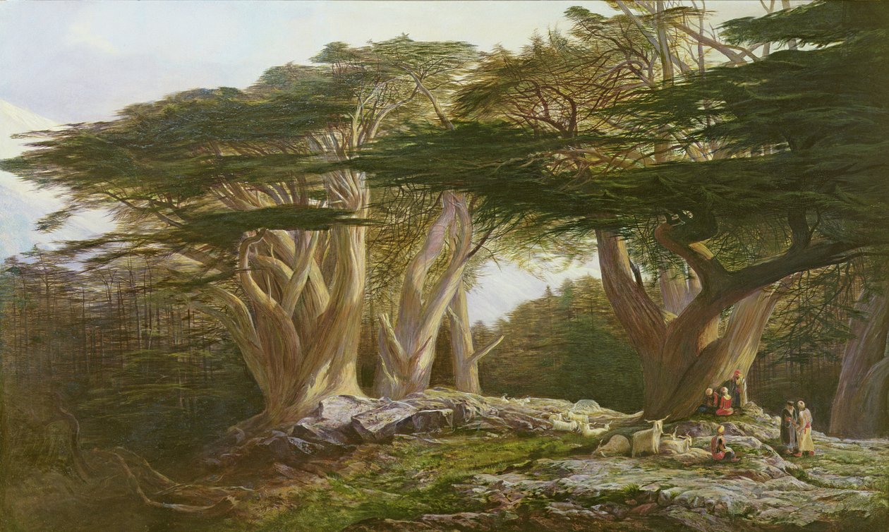 Les Cèdres du Liban, 1861 - Edward Lear
