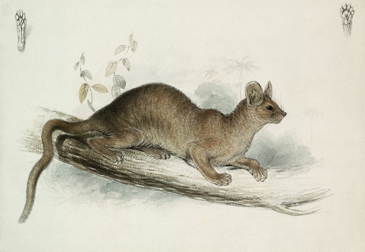 Le Putois, 19ème siècle - Edward Lear