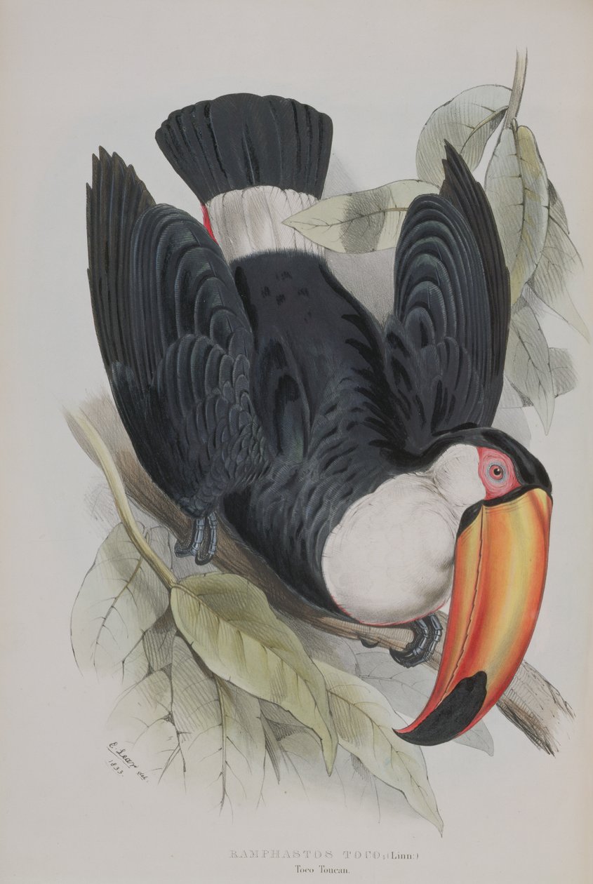 Toucan toco, de 