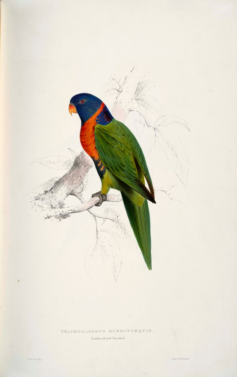 Trichoglossus rubritorquis écarlate - Edward Lear
