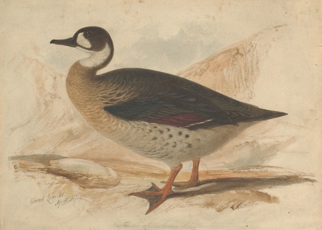 Canard à ailes de bronze - Edward Lear