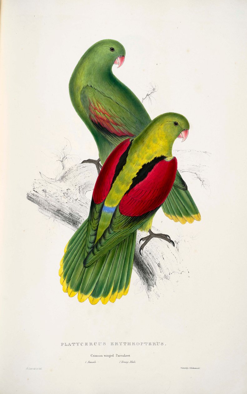 Deux perroquets à ailes rouges - Edward Lear