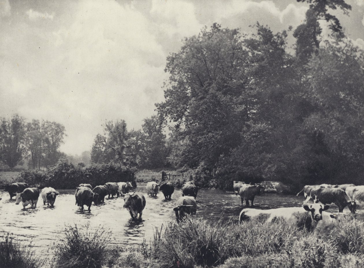 Vaches traversant la Nadder - Edward Alfred Barton