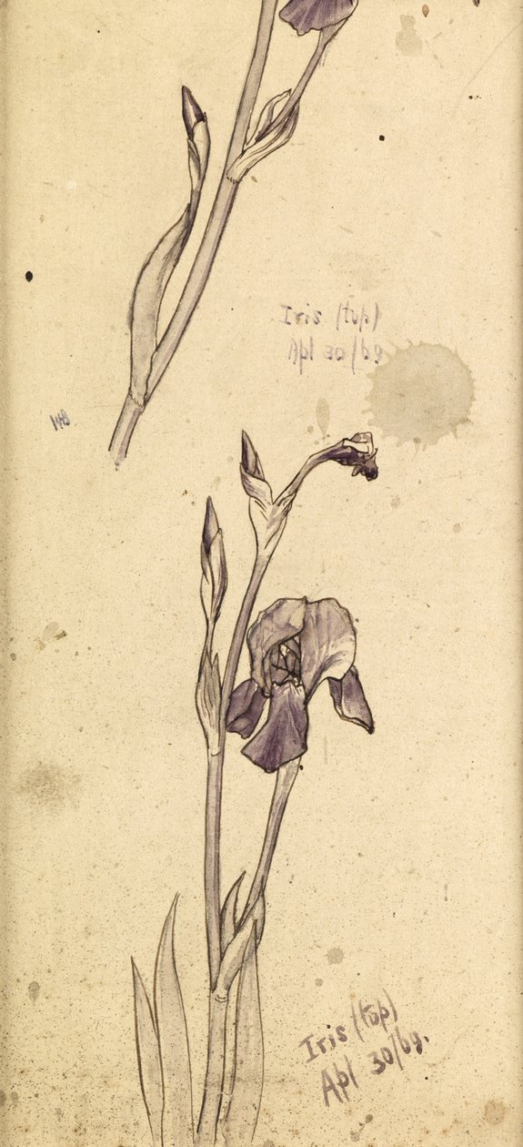 Iris - Edward Burne Jones