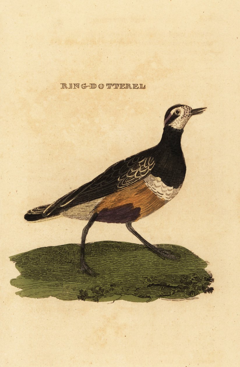 Pluvier guignard, Charadrius morinellus - Edward Donovan