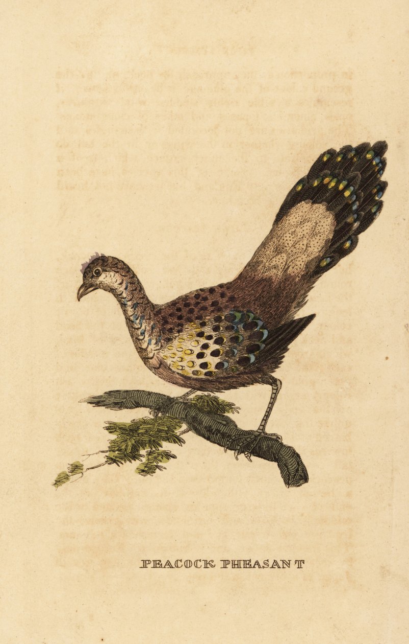 Faisan polyplecte, Polyplectron bicalcaratum - Edward Donovan