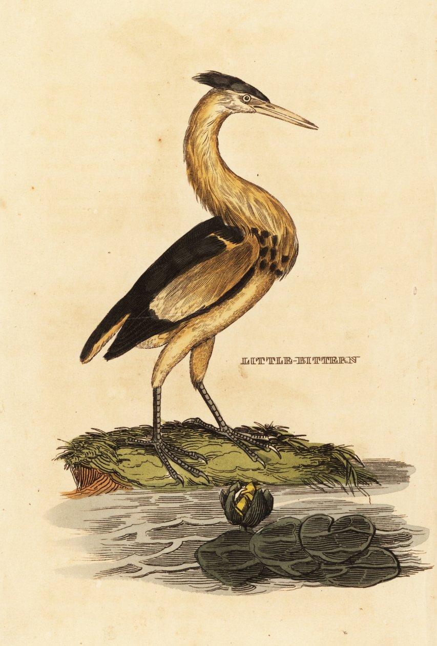 Blongios nain, Ixobrychus minutus - Edward Donovan