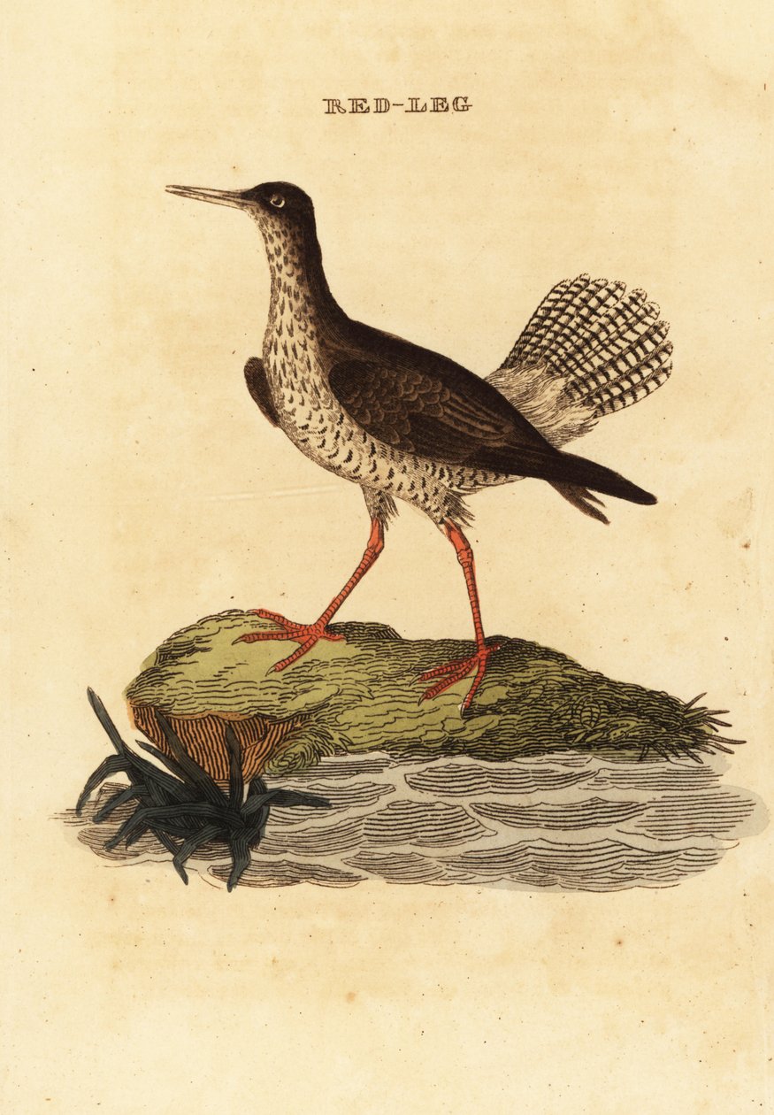 Chevalier gambette, Tringa totanus - Edward Donovan