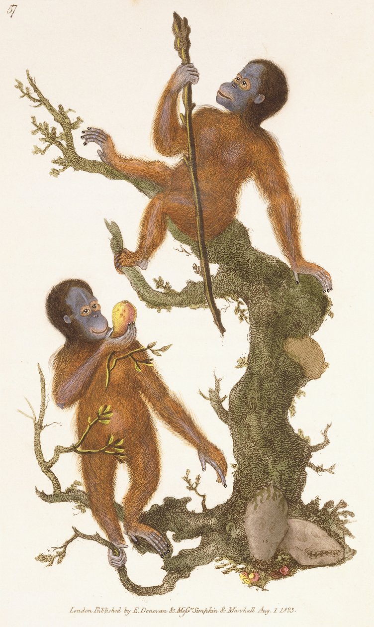 Deux primates sur un arbre, 1823 - Edward Donovan