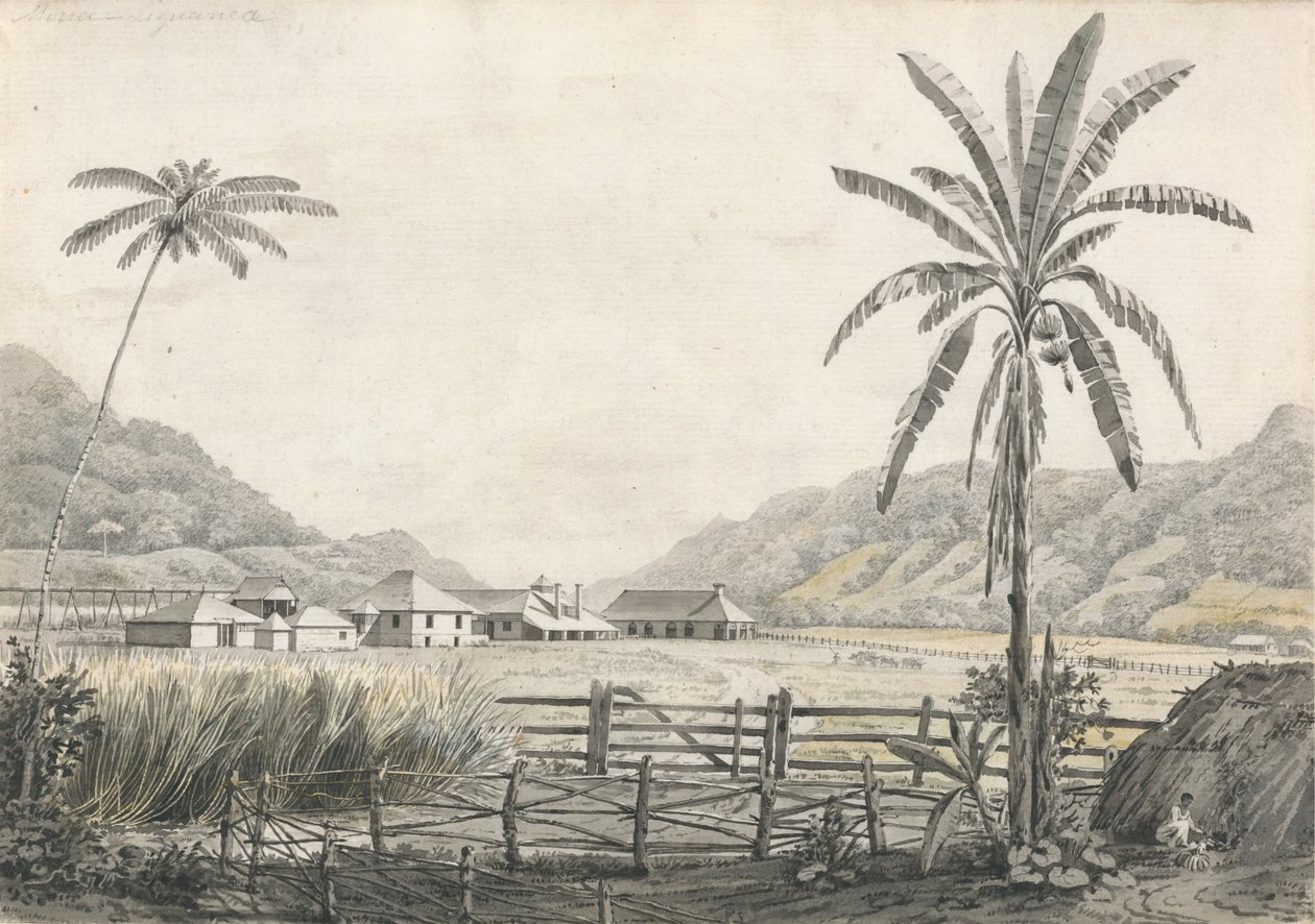 Vue de la plantation de sucre Hall-head, Jamaïque - Edward Kennion