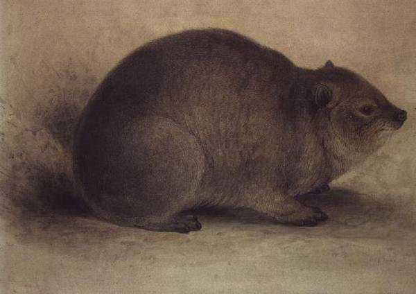Un daman des rochers - Edward Lear