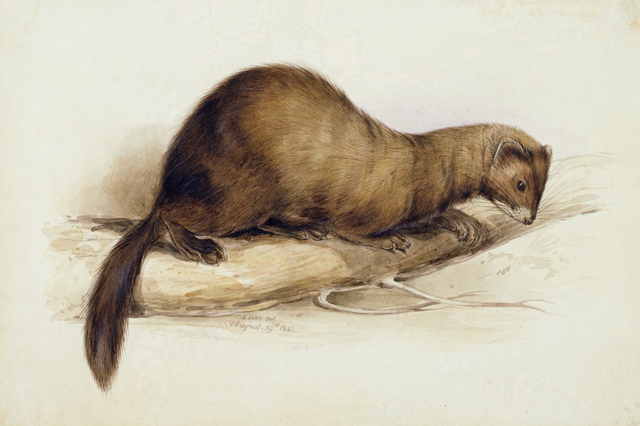 Une Belette - Edward Lear