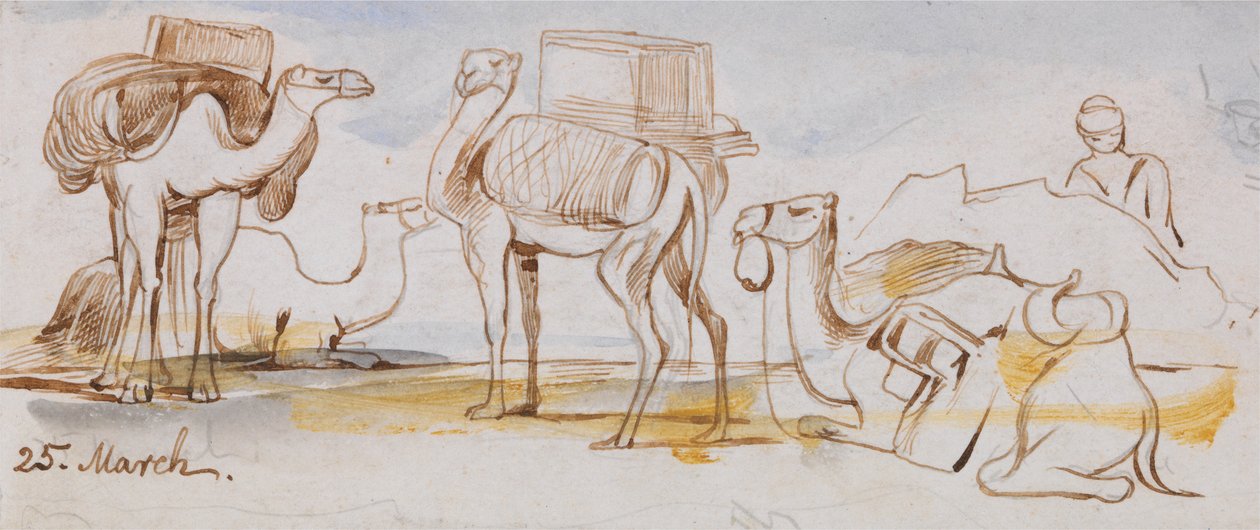Chameaux - Edward Lear