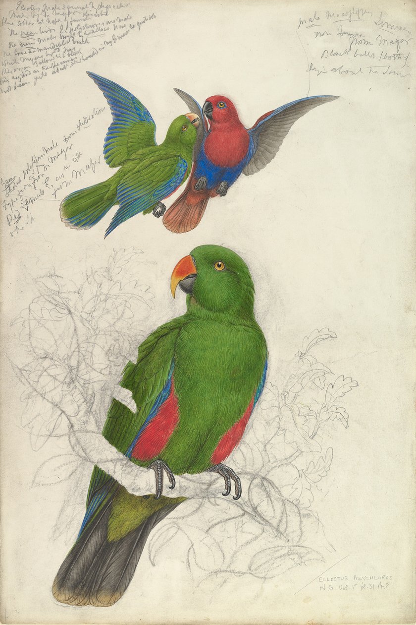 Eclectus Roratus Polychloros, vers 1830-32 - Edward Lear