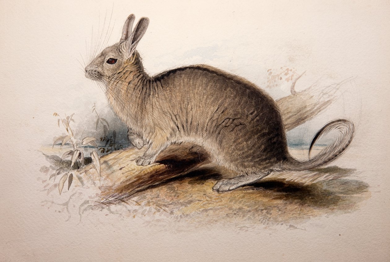 Lagotis cuvieri, 1833 - Edward Lear