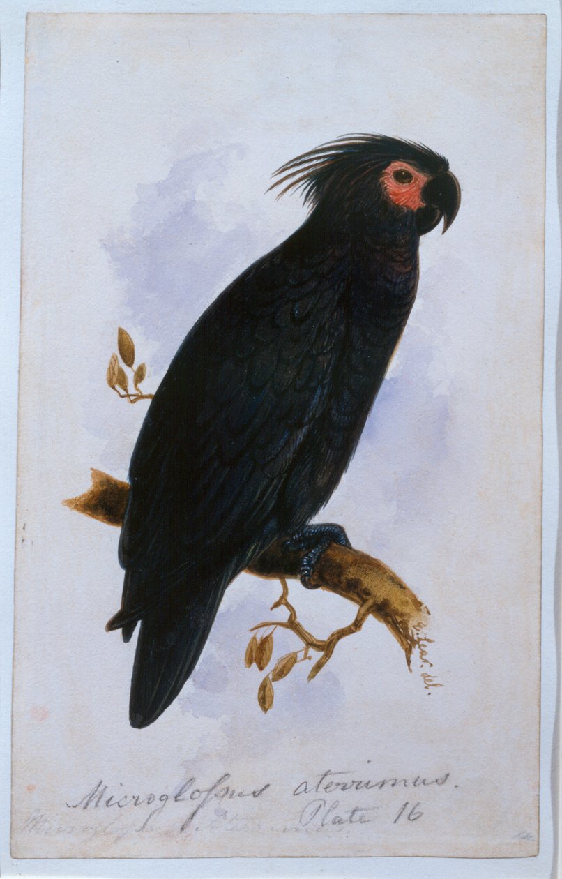 Perroquet : Planche 16 - Edward Lear