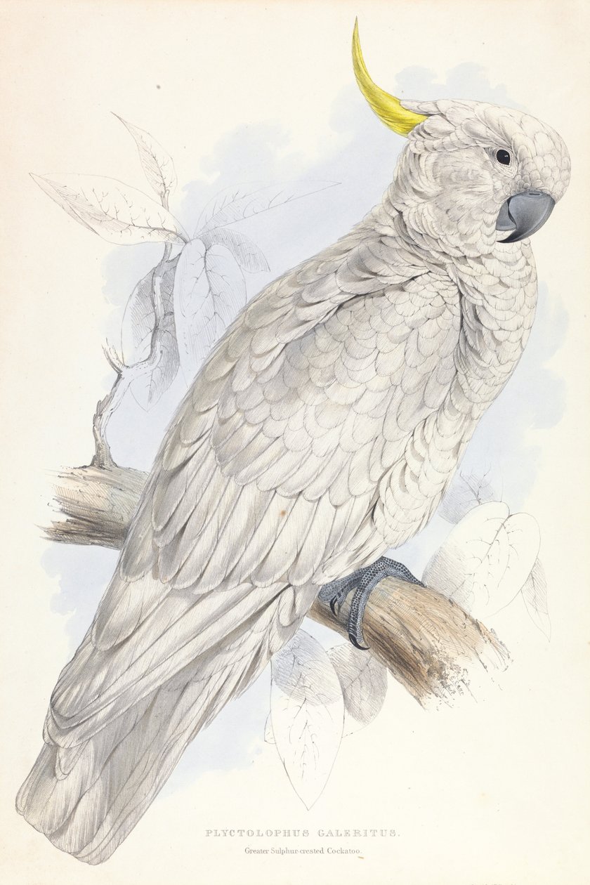 Plyctolophus Galeritus. Cacatoès à huppe soufrée. - Edward Lear