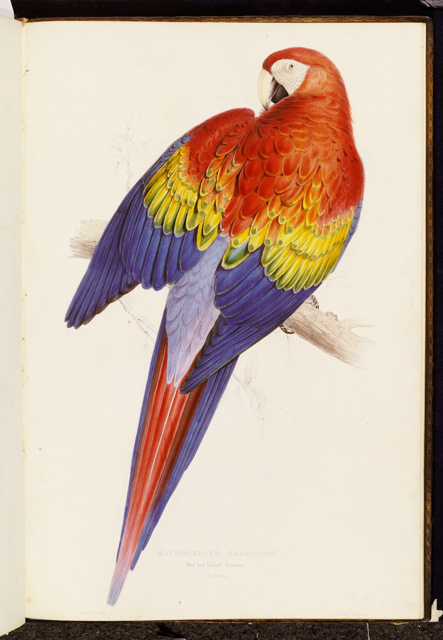 Ara rouge et jaune - Edward Lear