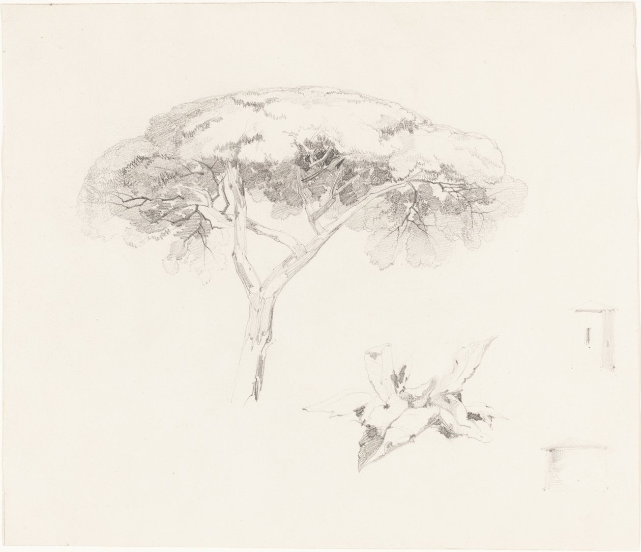 Pin parasol et autres études - Edward Lear