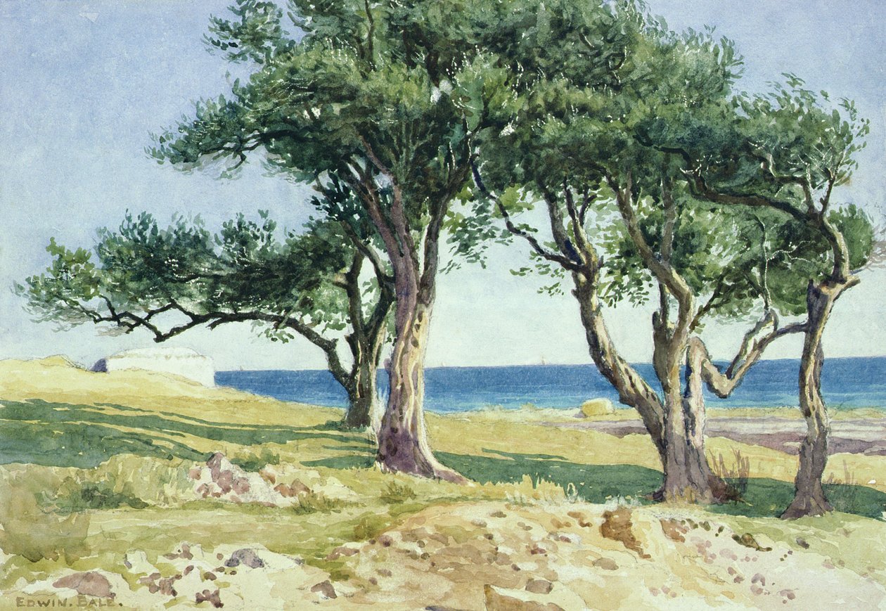 Vieux oliviers, Bordighera - Edwin Bale