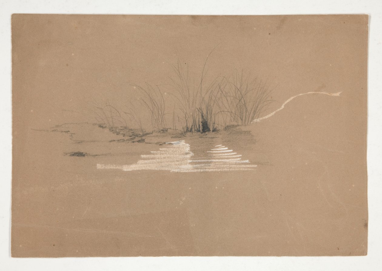 Arbres sur la rive d