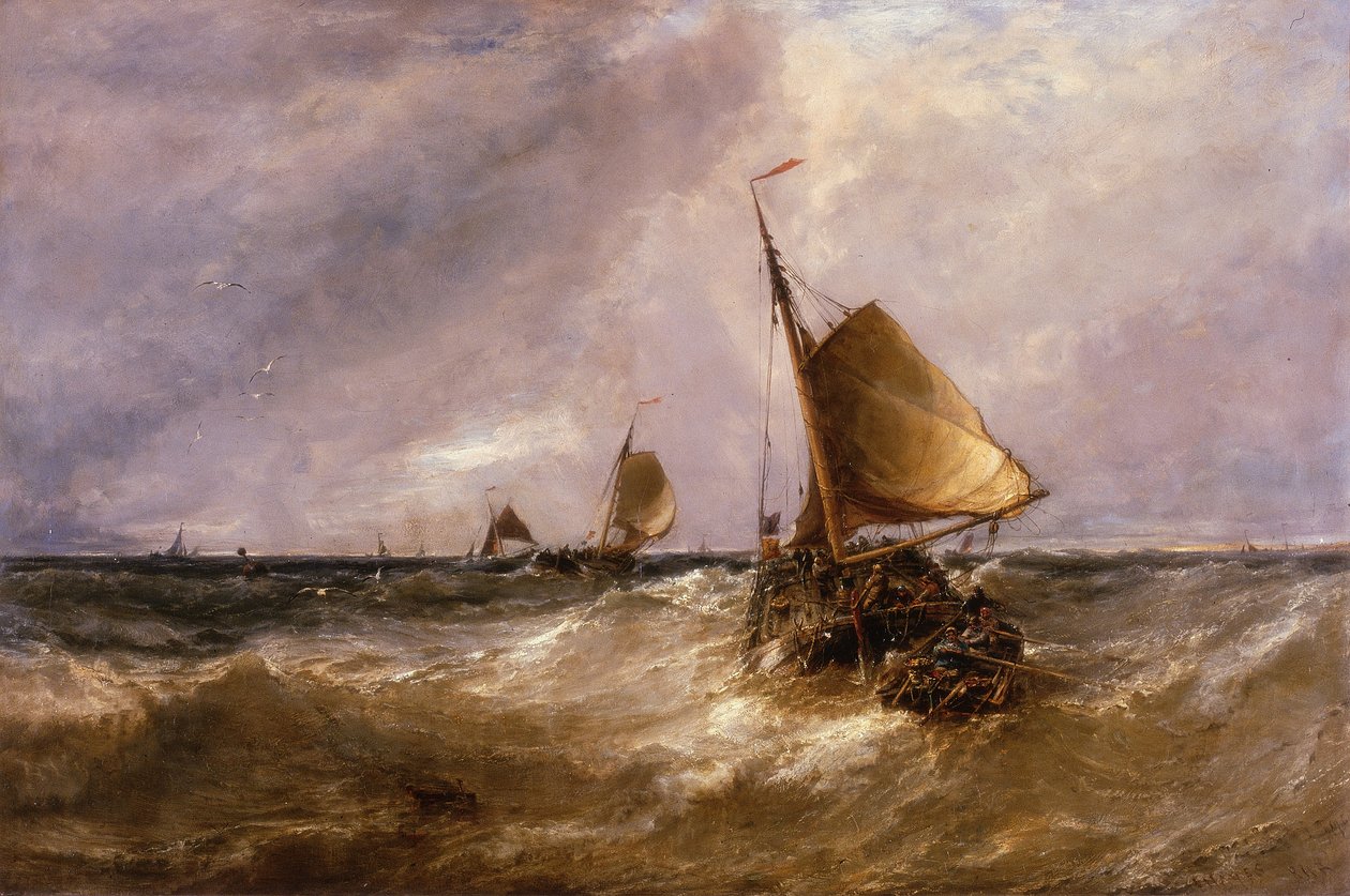 Œillets Néerlandais - Edwin Hayes