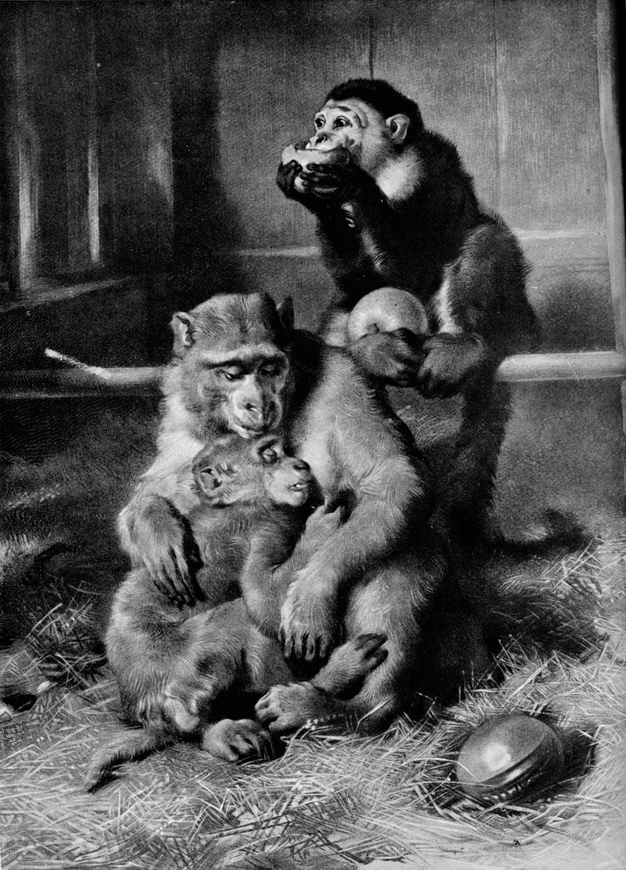 Le Singe malade, 1875, 1912 - Edwin Landseer