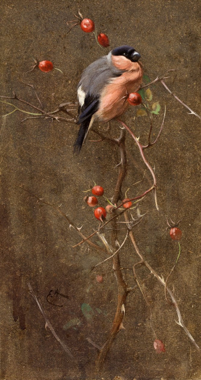 Le Bouvreuil - Edwin John Alexander