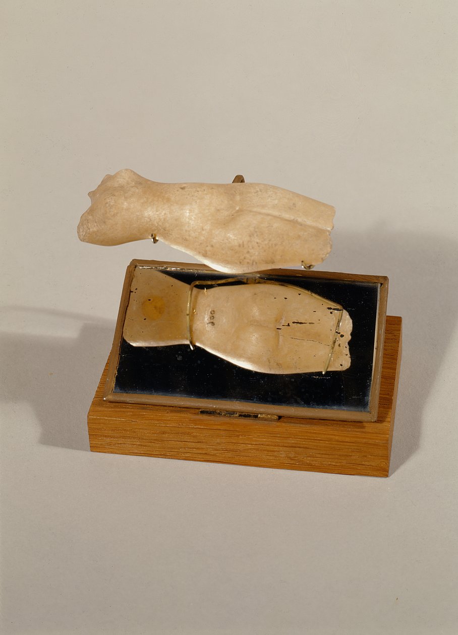 Torso d