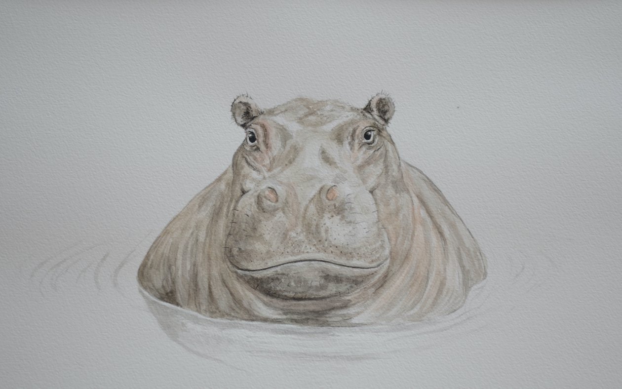 Hippopotame, 2021 (aquarelle) - Eleanor Grafton