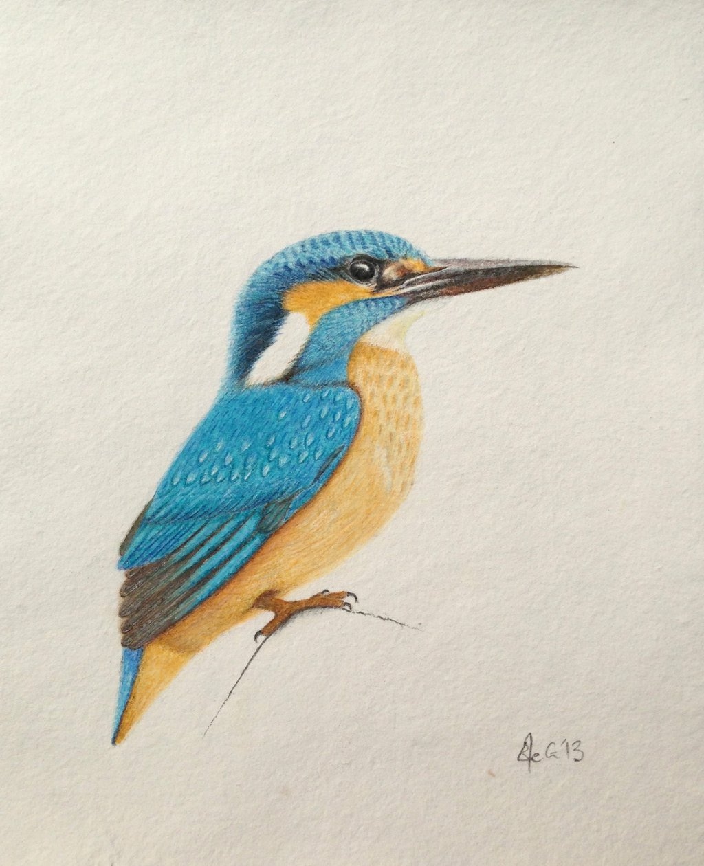 Martin-pêcheur, 2013 (aquarelle et crayon) - Eleanor Grafton