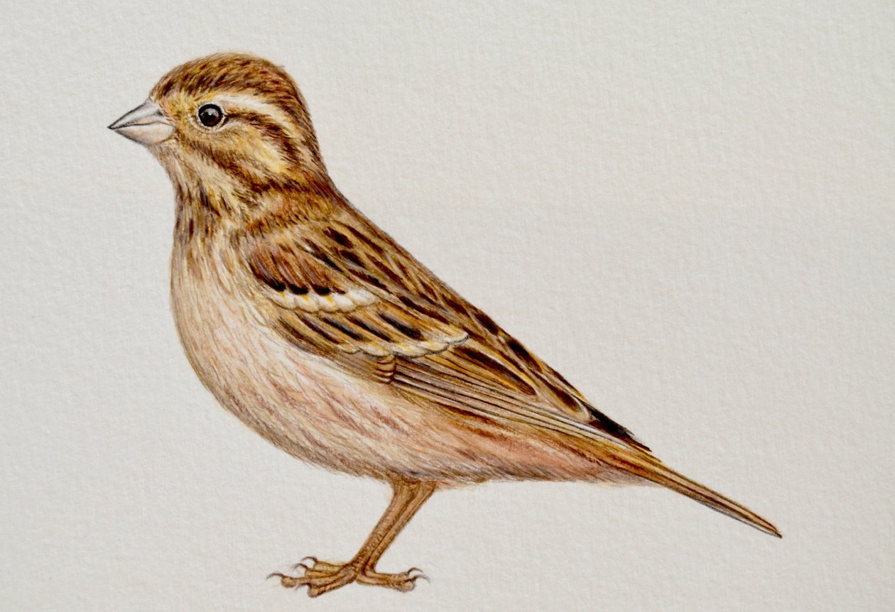 Reed Bunting, 2023 - Eleanor Grafton