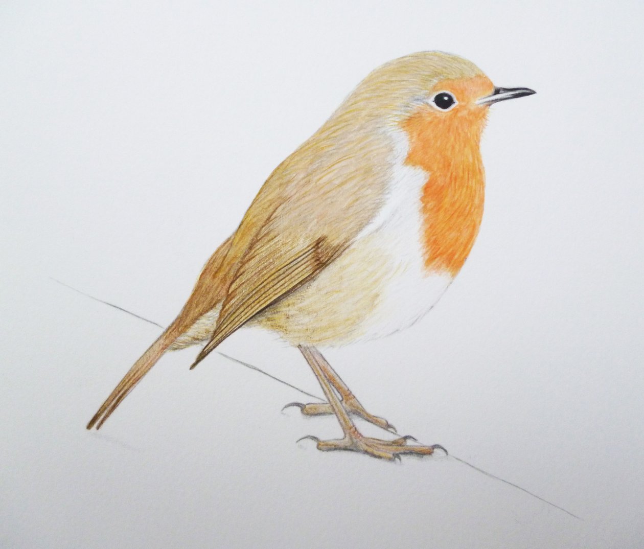 Robin, 2011 (aquarelle et crayon) - Eleanor Grafton