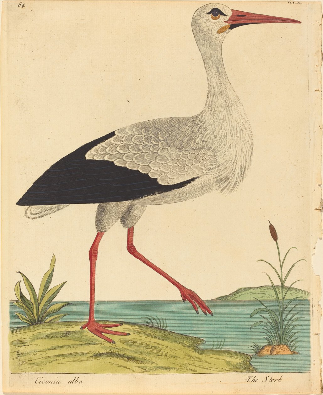 La Cigogne (Ciconia Alba) - Eleazar Albin