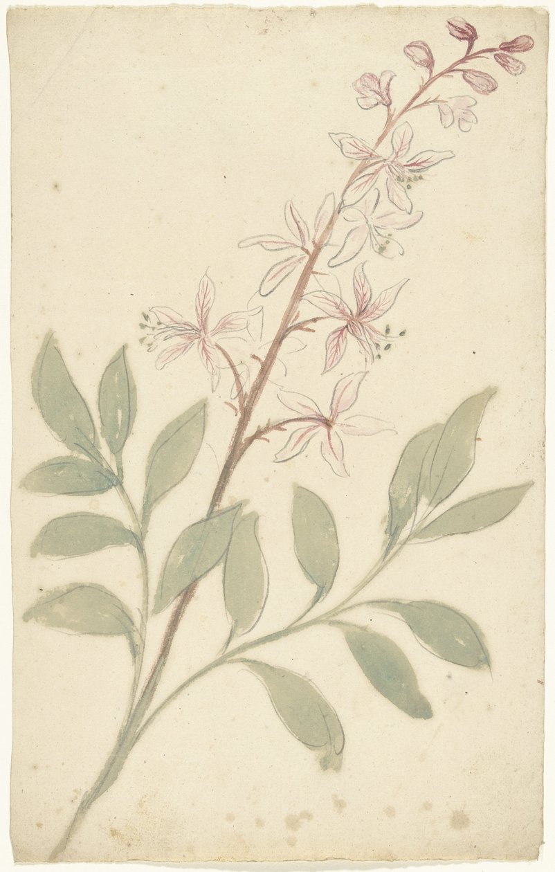 Étude de fleurs - Elias van Nijmegen