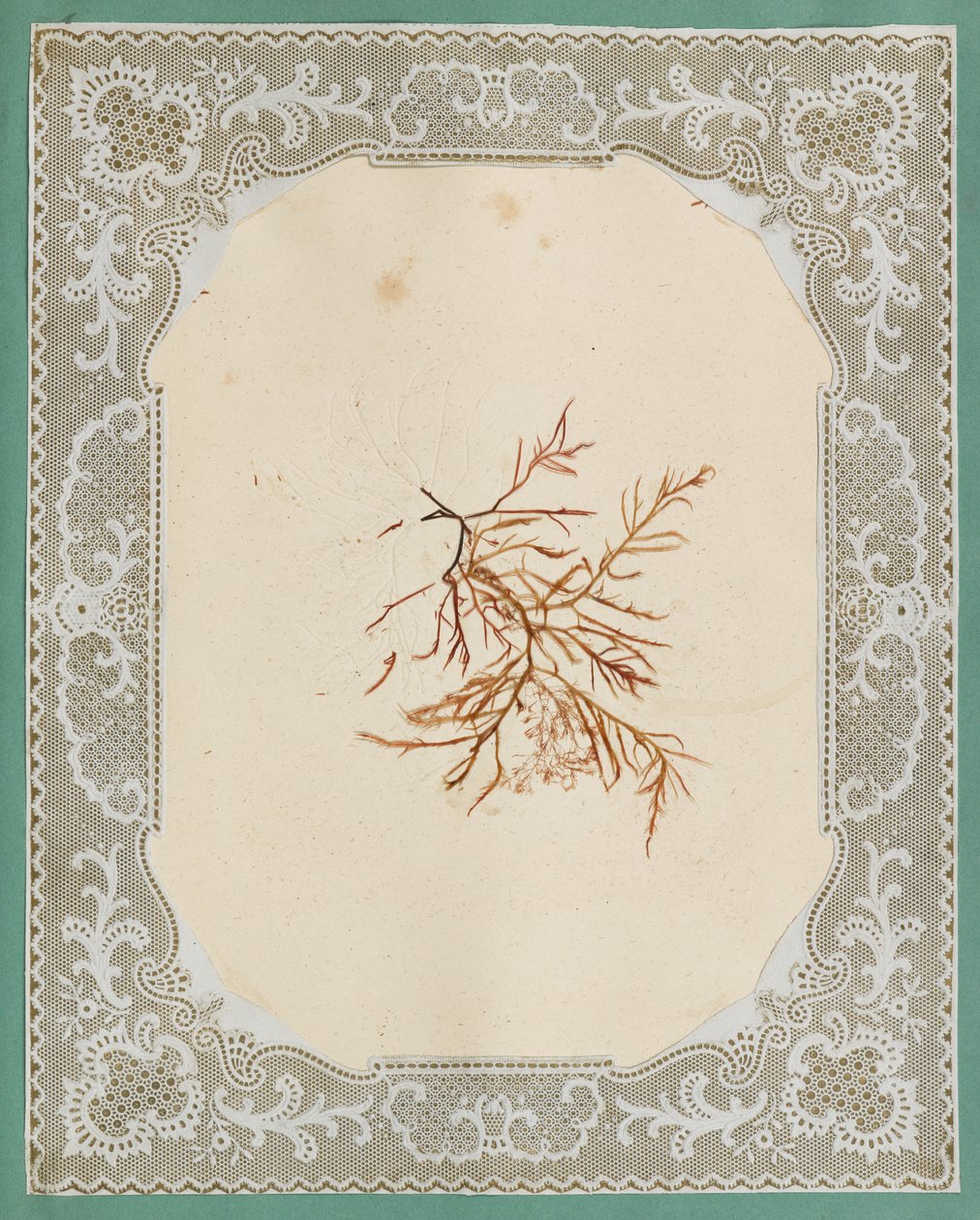 Algues - Eliza A. Jordson