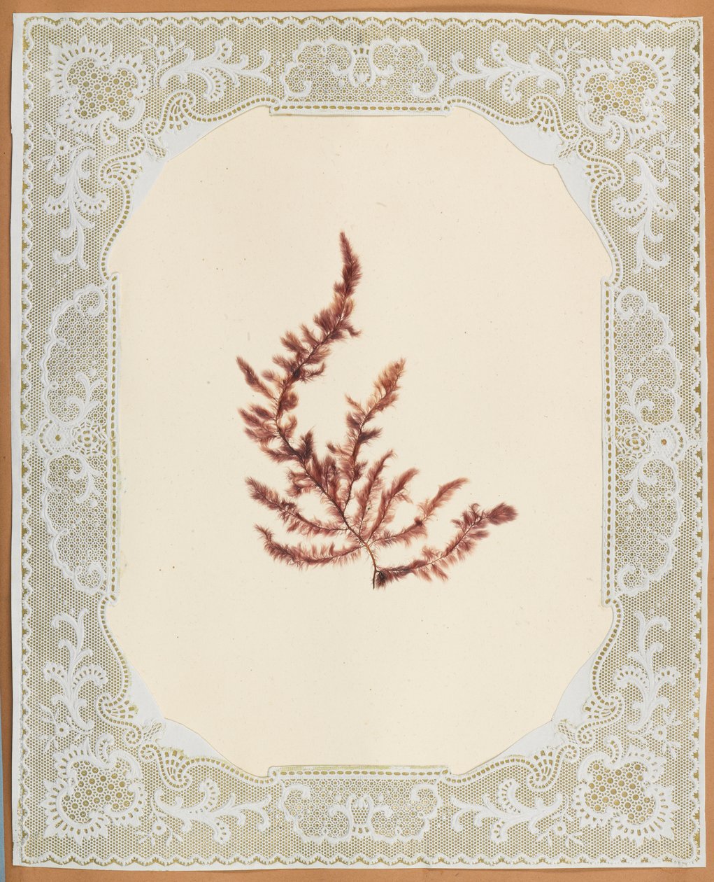 Algues - Eliza A. Jordson