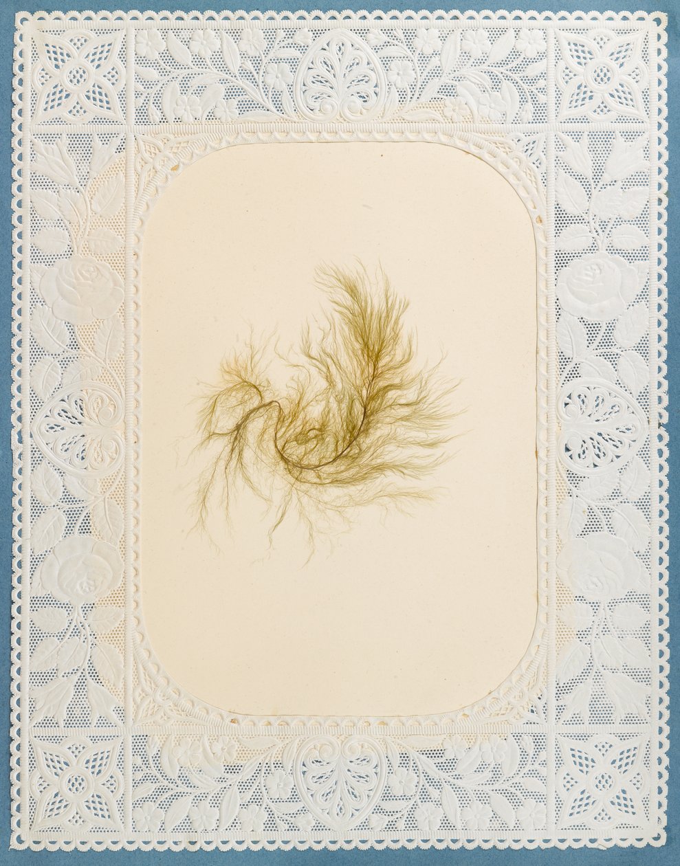 Algues - Eliza A. Jordson