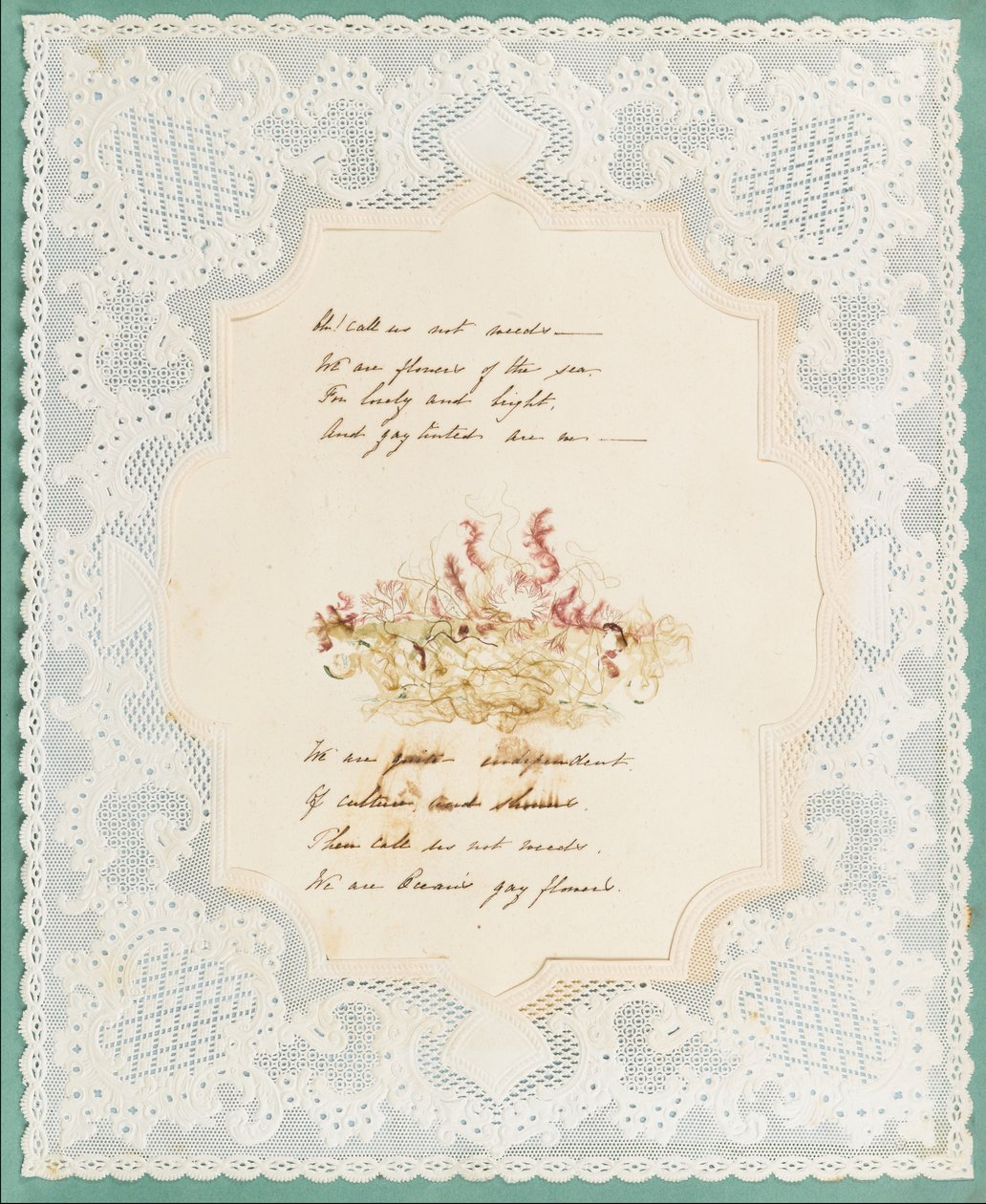 Algues - Eliza A. Jordson