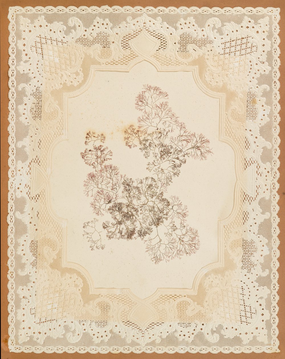 Algues - Eliza A. Jordson